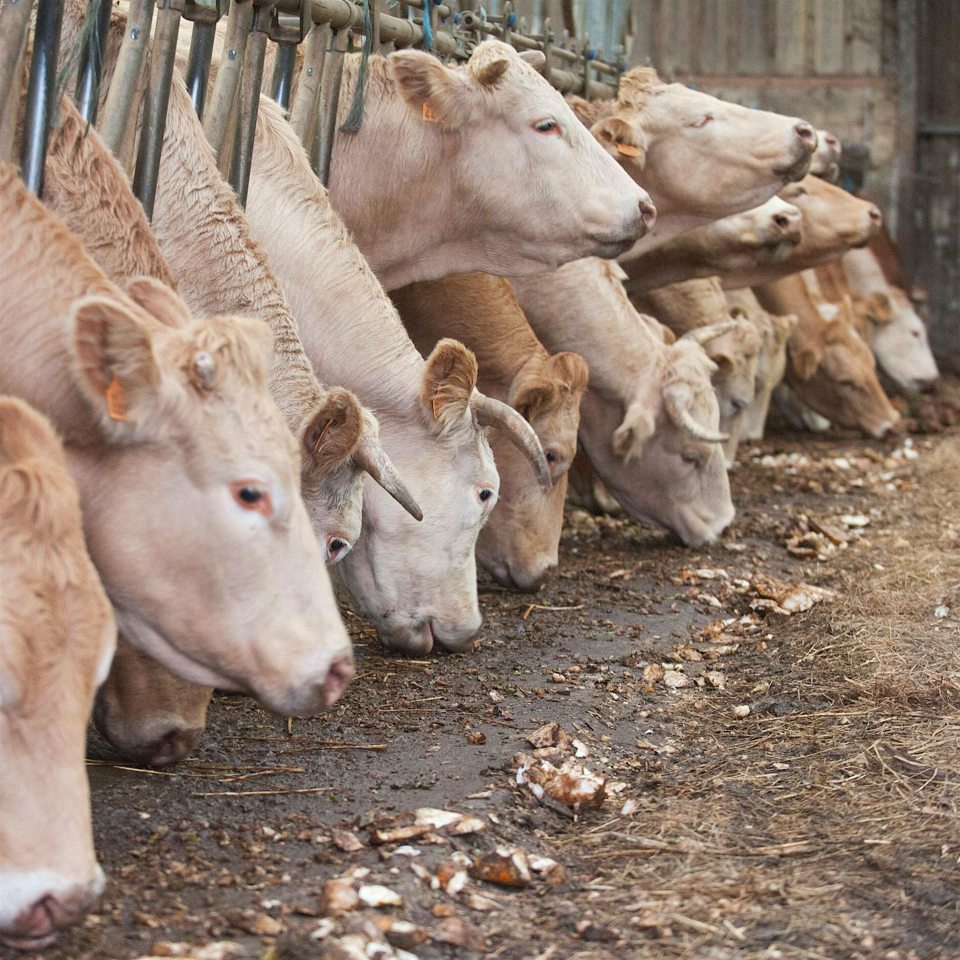 Treibhausgase: Ein Drittel entsteht durch Lebensmittelproduktion