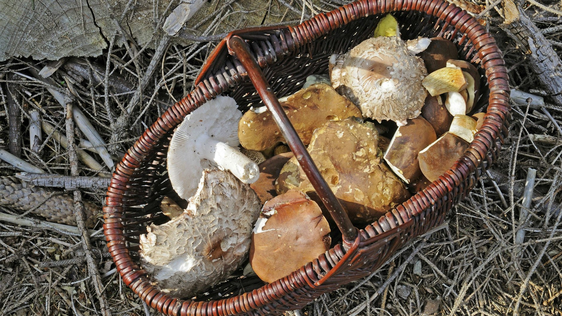 Im Wald gesammelte Maronenröhrlinge.