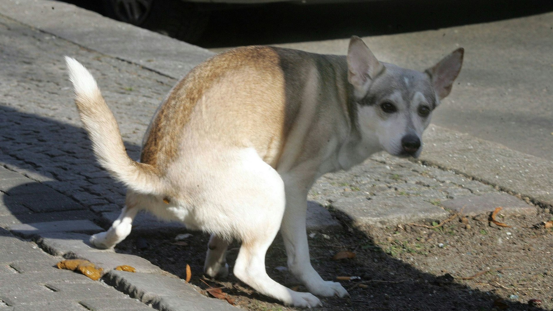 Die Hundekacke landet auf dem Bürgersteig - ein unschönes Bild, das einem in Berlin auf Schritt und Tritt begegnet.&nbsp;<br><br>