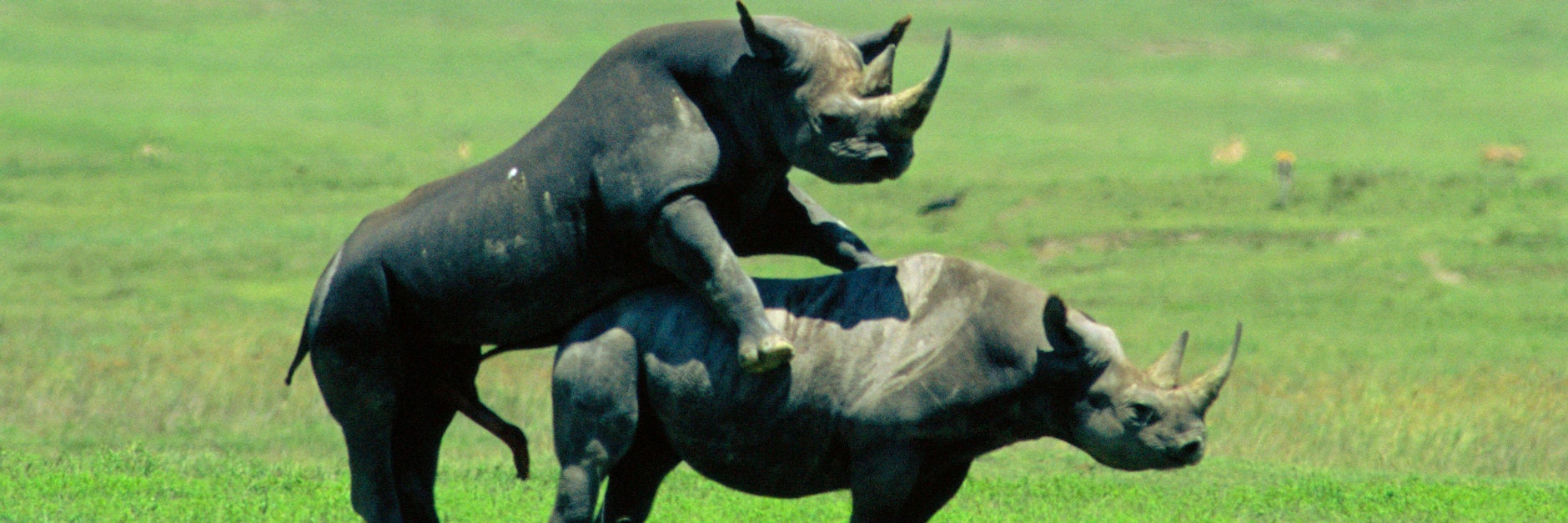 Nashörner bei der Paarung (Symbolbild).