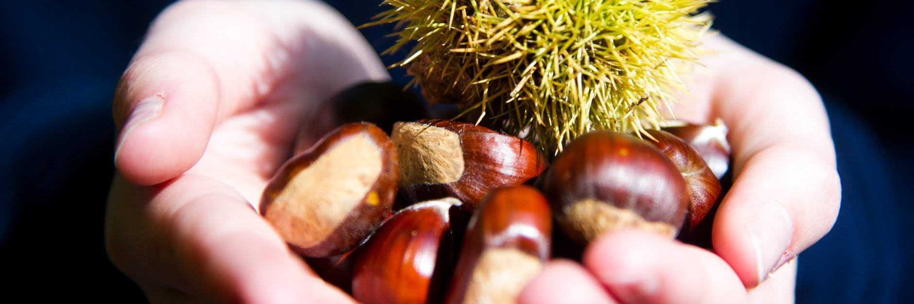 Kastanien sind wahre Wundermittel. Mit ihnen kann man sogar waschen.