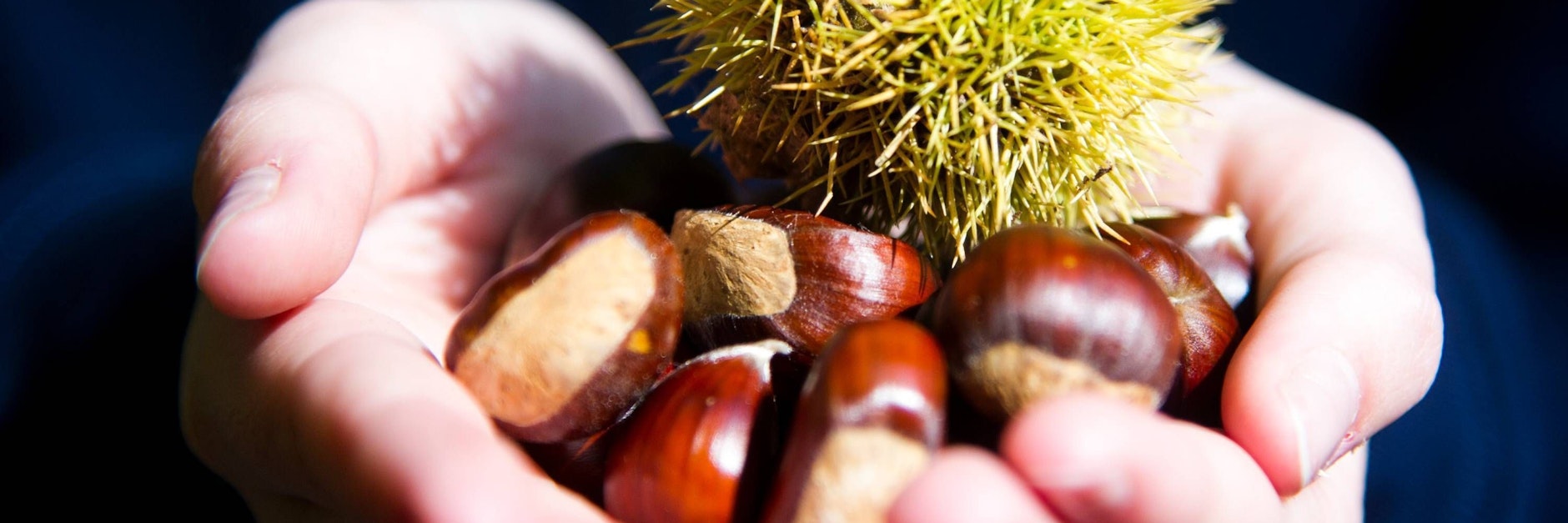 Kastanien sind wahre Wundermittel. Mit ihnen kann man sogar waschen.