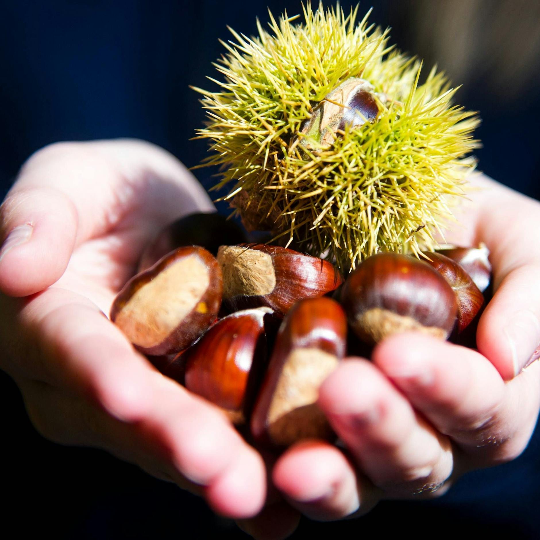 Basteln und Waschmittel: DAS können Sie aus Kastanien machen
