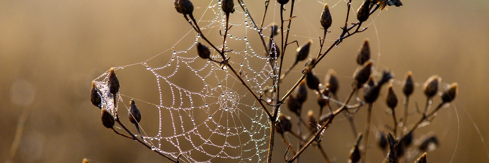 Etwas Unordnung im Garten bietet Insekten und Spinnen die Gelegenheit, sich breitzumachen – und lässt bei Frühnebel unzählige Tautropfen glitzern.