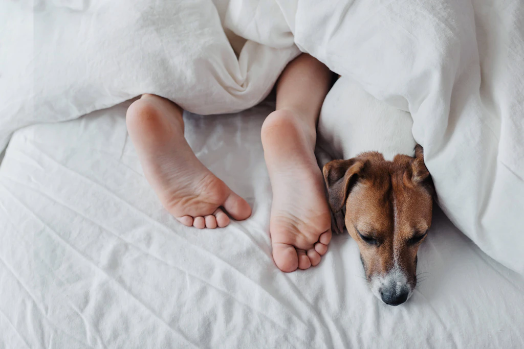Studie unter Frauen: Lieber Hund als Mann im Bett