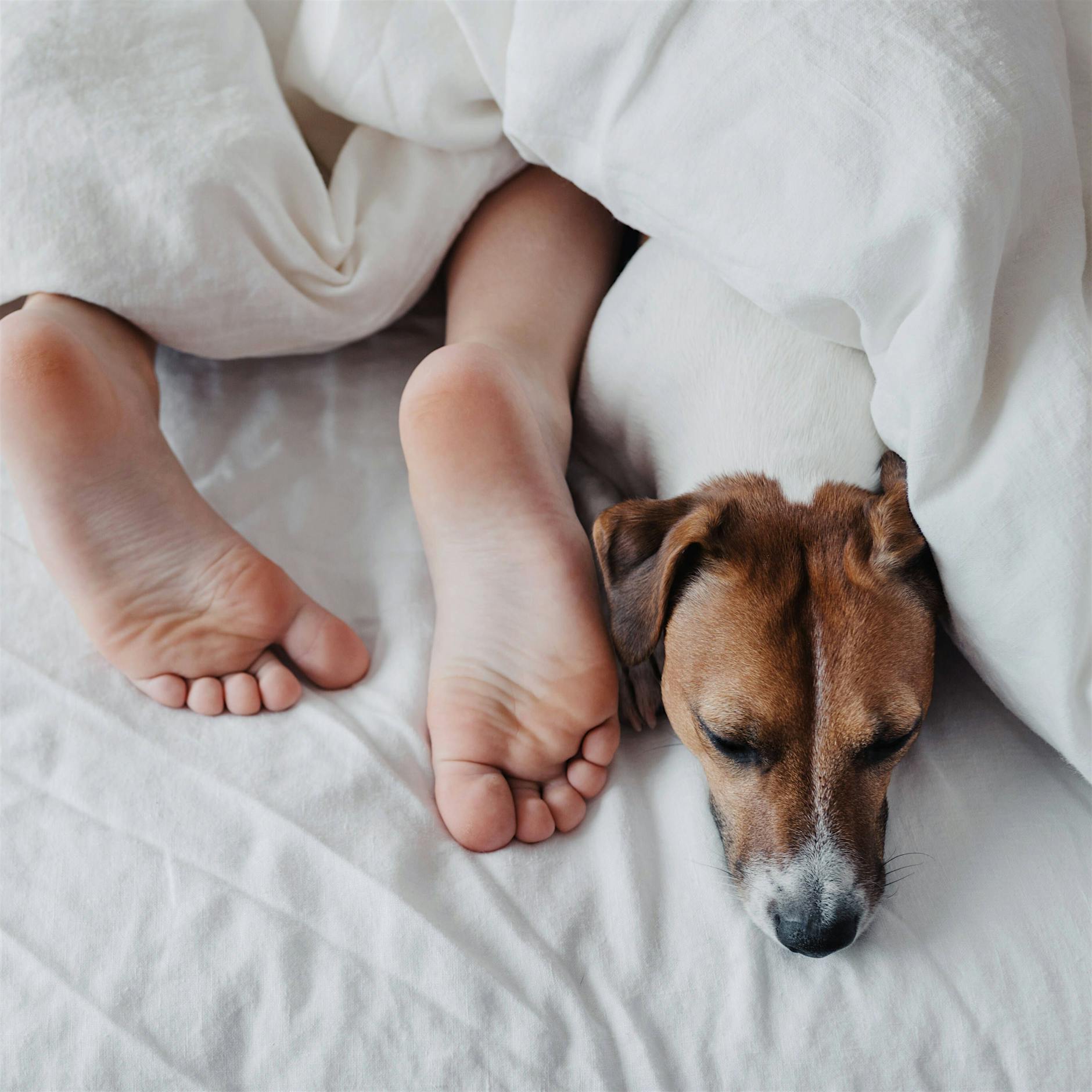 Studie unter Frauen: Lieber Hund als Mann im Bett