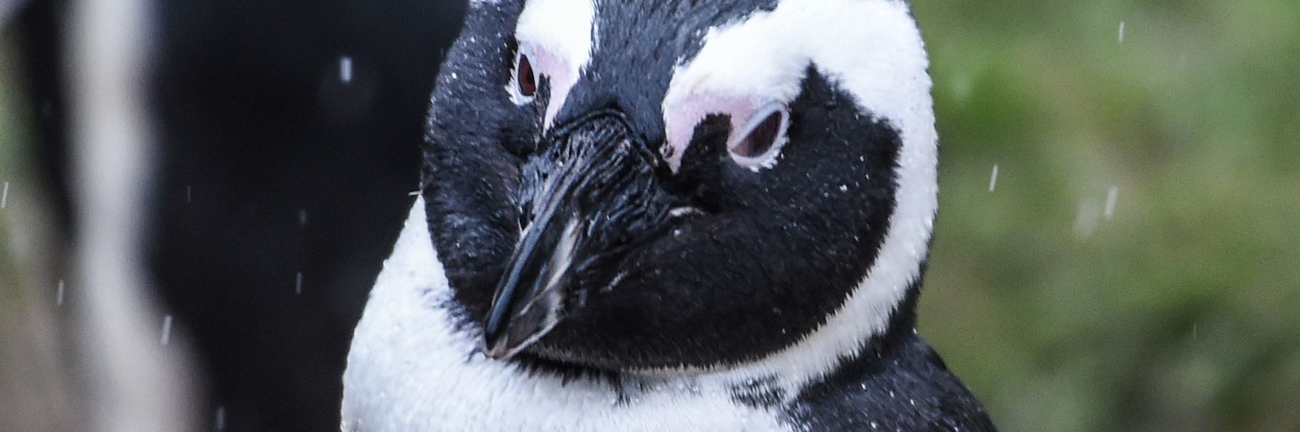 Brillenpinguin (Symbolbild).