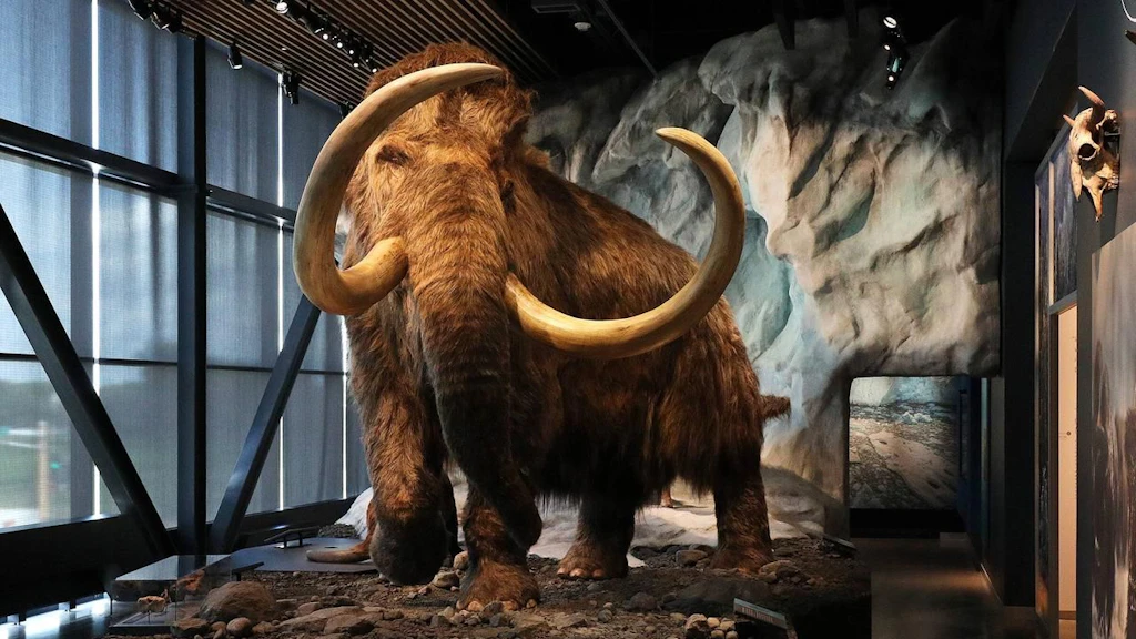 Ehrgeizig: Genforscher wollen das ausgestorbene Mammut wiederbeleben