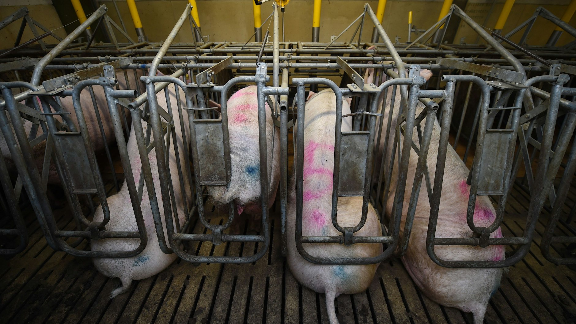 Zuchtsauen in engen Boxen. Das Land Berlin will diese Art der Schweinehaltung von Karlsruhe untersagen lassen, obwohl sich eine Ländermehrheit auf ein Verbot in acht Jahren geeinigt hat. Bayerns Agrarministerin Kaniber kritisiert die Klage scharf.&nbsp;