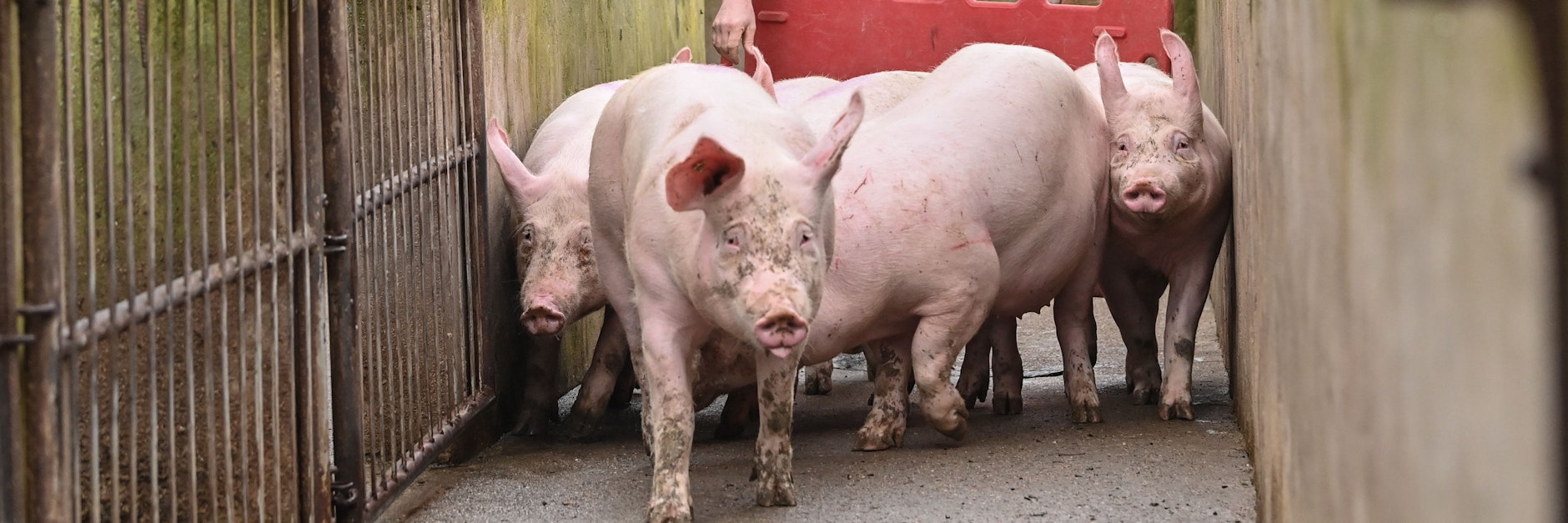 Ein Landwirt treibt seine letzten Mastschweine am frühen Morgen vom Stall zu einer Verladestelle. Aufgrund der problematischen Lage für Schweinehalter hat er seine Mastschweinehaltung nach 24 Jahren aufgegeben. 