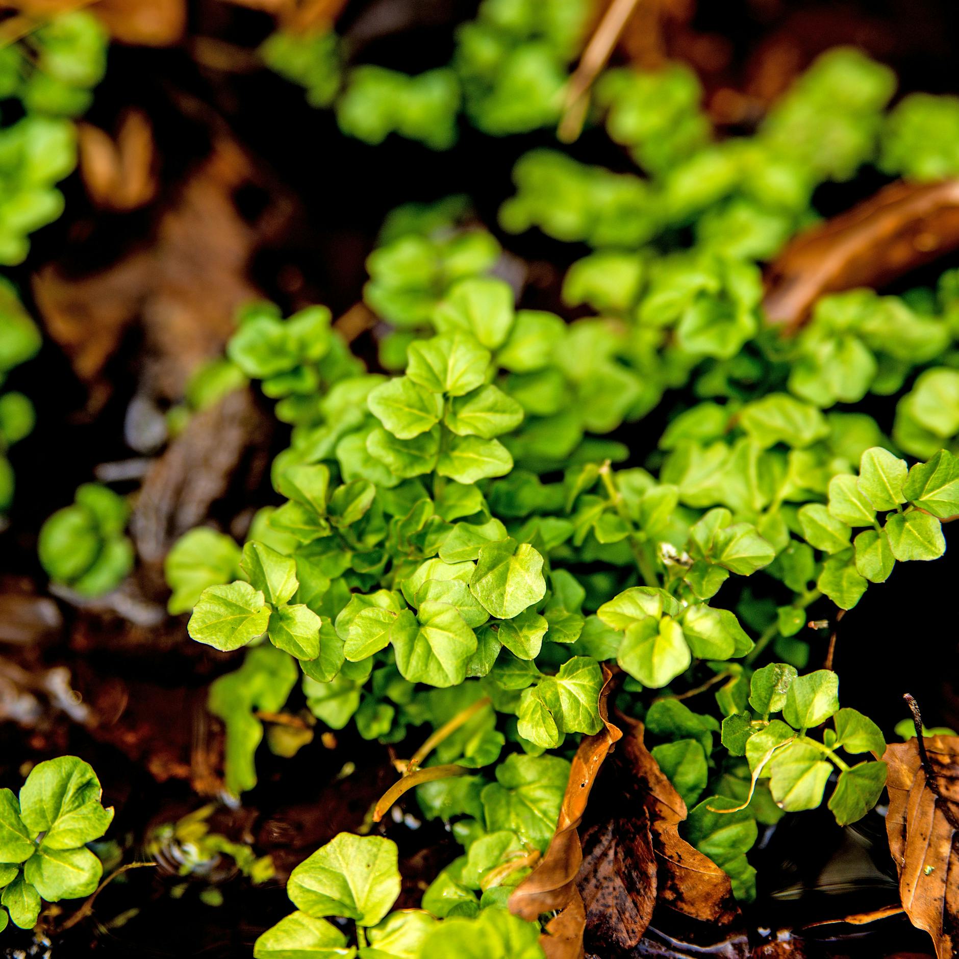 Gesund und kostenlos: Diese drei gesunden Wildkräuter können Sie im Herbst sammeln