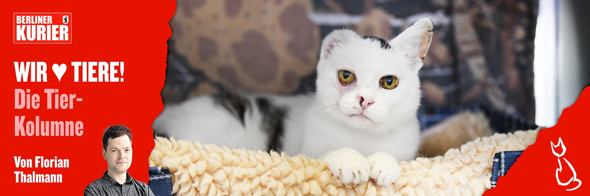 Nina ist die Einohr-Katze von Lichtenberg - sie wurde gefunden, musste operiert werden.