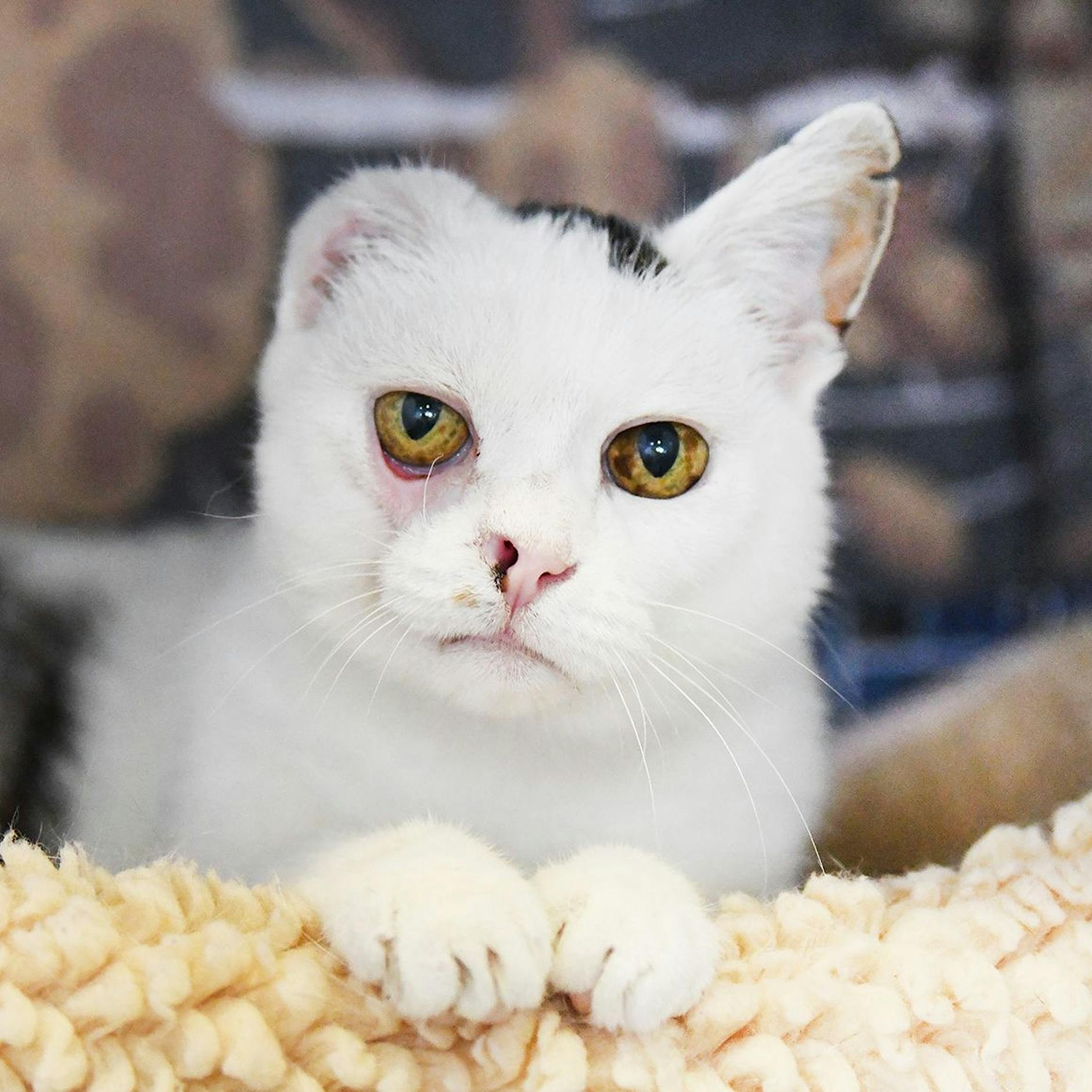 Schlimmes Tier-Schicksal: Nina ist die Einohr-Katze von Lichtenberg – wer schenkt der Mieze ein neues Zuhause?