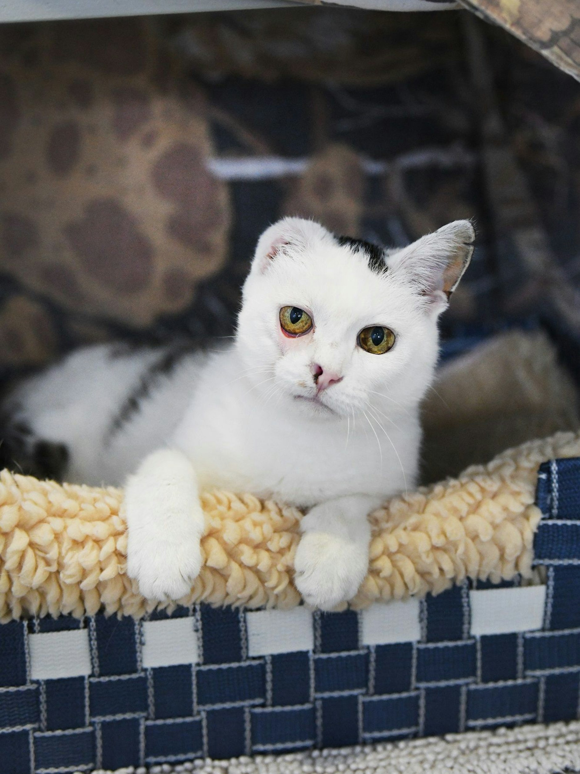 Nina sieht nach ihren Operationen im Gesicht noch etwas ramponiert aus. Doch wer ihr ein neues Zuhause gibt, wird mit viel Liebe belohnt.