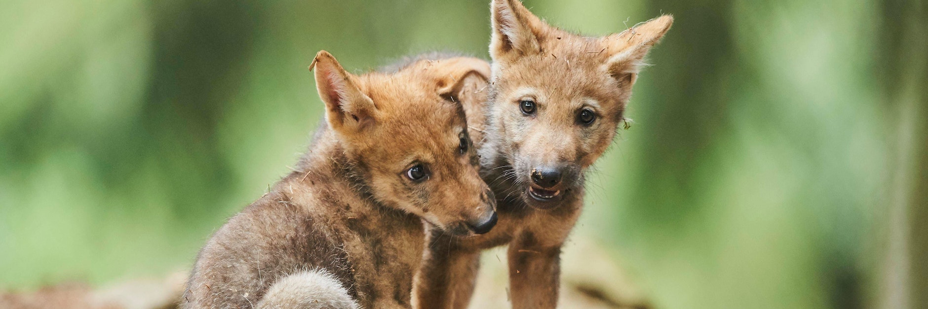 Wolfsjungen beim Spielen. Jetzt wurden zwei tote Jungtiere in der Elbe bei Boitzenburg gefunden.&nbsp;