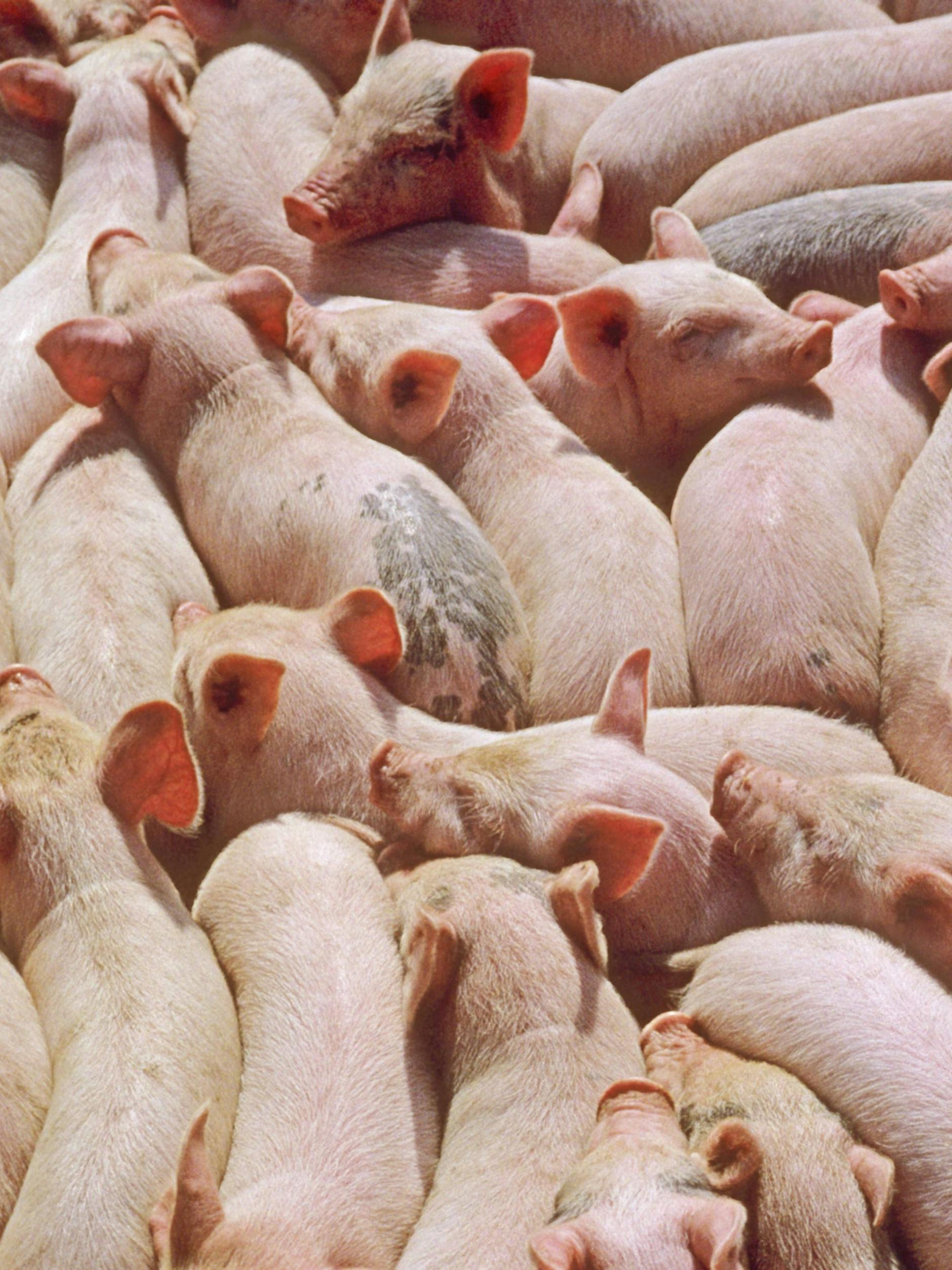 Seit Jahren prangern Tierschützer die MAssentierhaltung an.