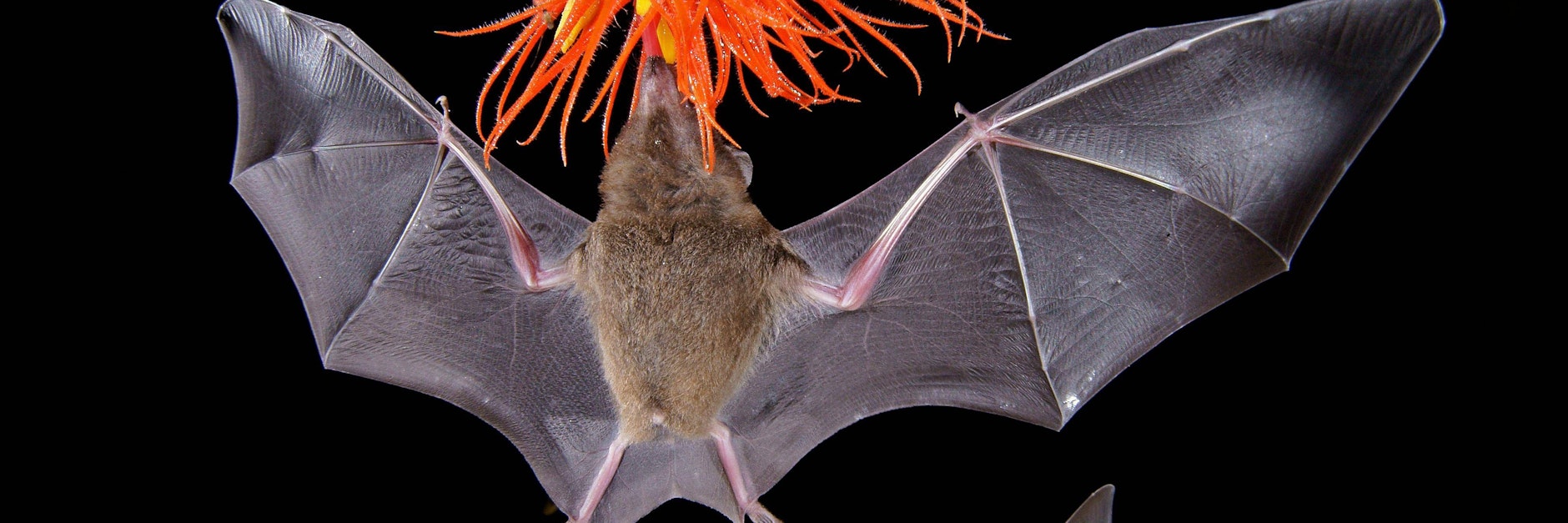 Eine Fledermaus hat einem Mann in den USA einen tödlichen Biss verpasst.