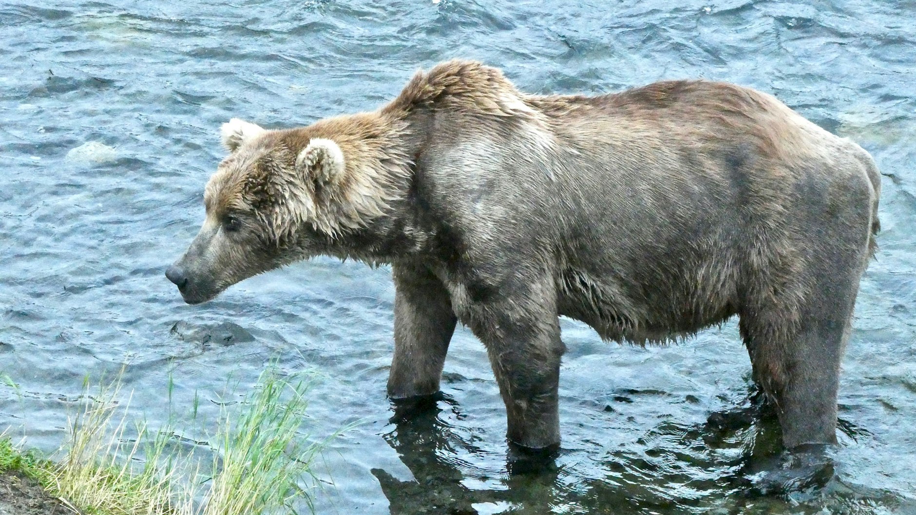 Braunbär „Otis“, aufgenommen am 26. Juli 2021, bevor er fett geworden ist. Er konkurriert um den Titel „Fat Bear“.