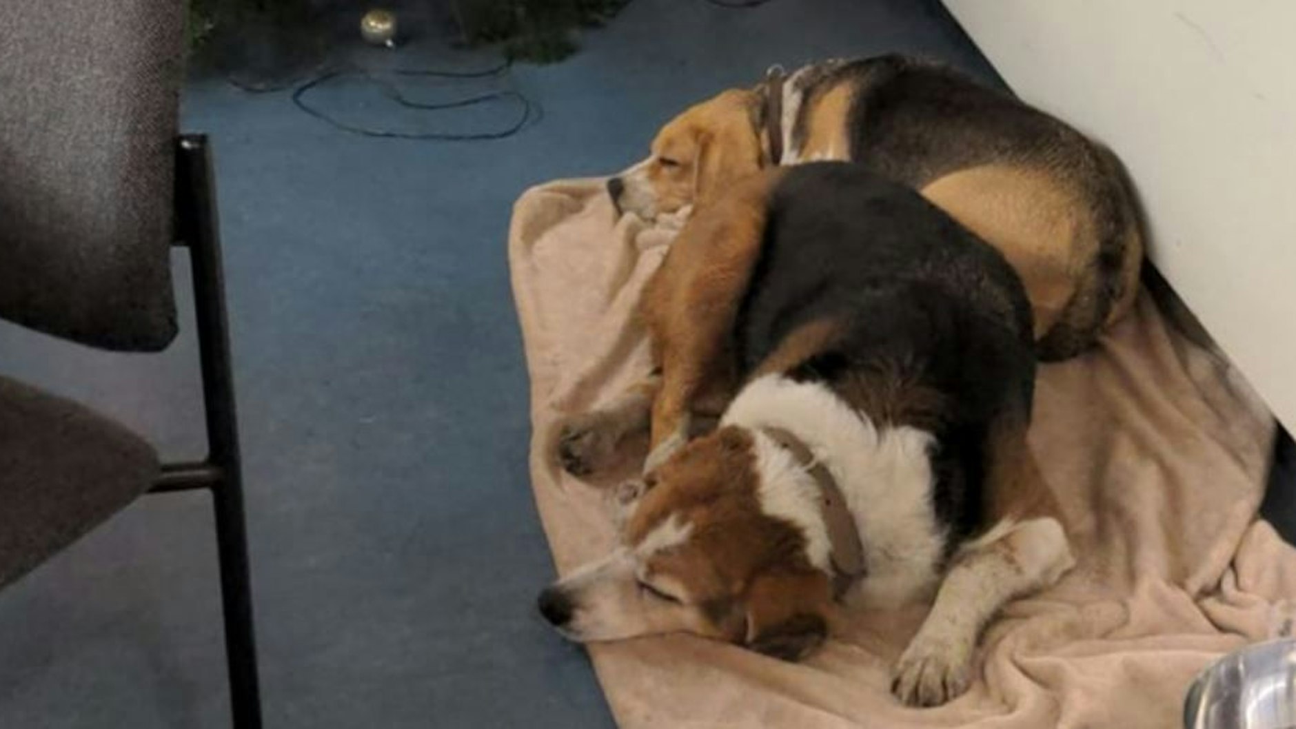 Die erschöpften Hunde auf der Polizeiwache.