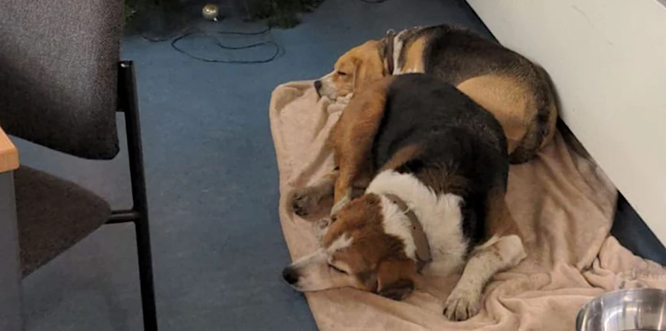 Die erschöpften Hunde auf der Polizeiwache.