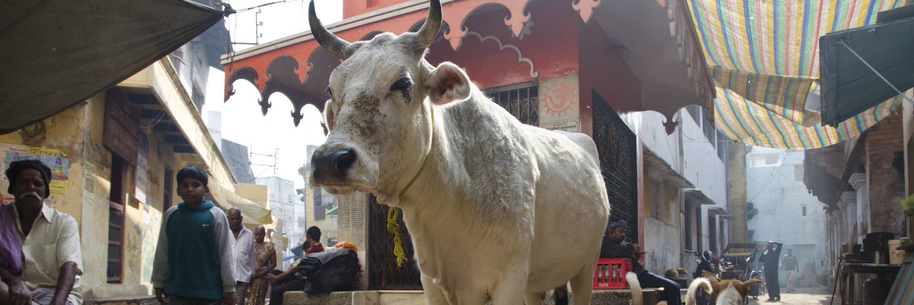 Eine heilige Kuh in den Straßen von Varanasi (Indien).