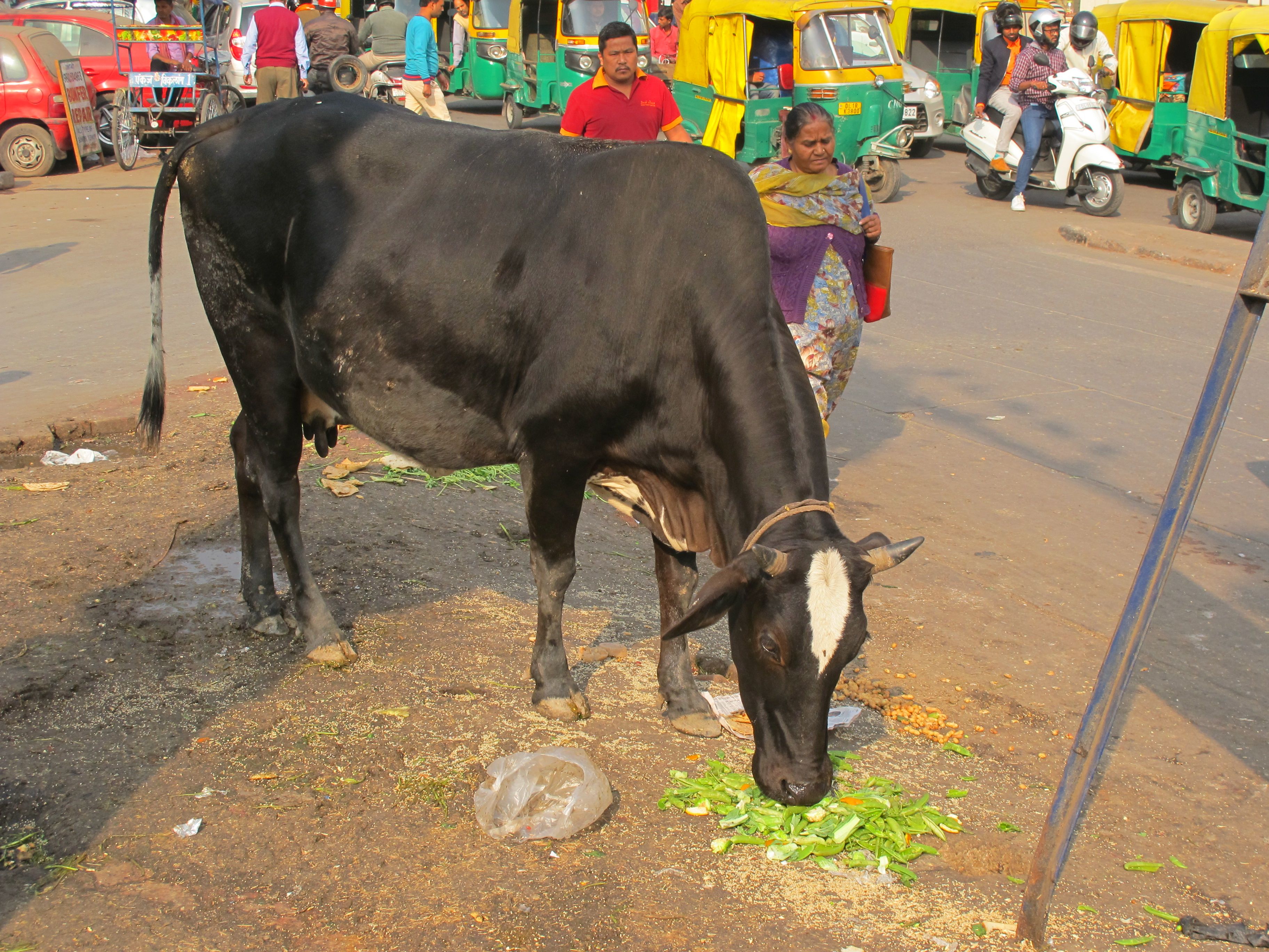 Was Passiert Wenn Man In Indien Eine Kuh Tötet Kuh-Wissenschaft in Indien: Wenn Kühe ein Erdbeben verhindern sollen