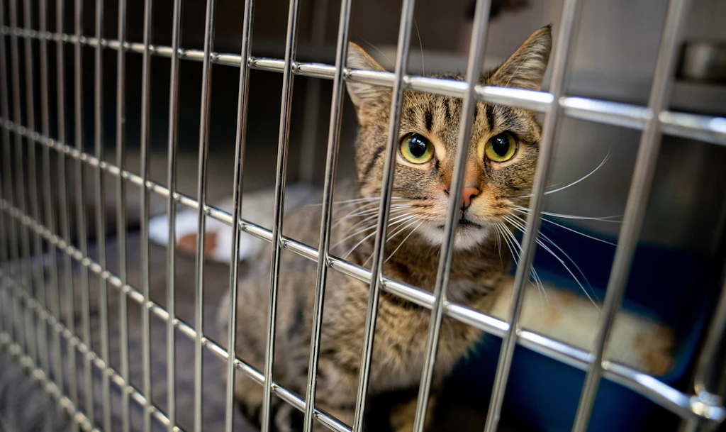 Berlin: Justizsenator Behrendt will unkastrierte Kater einsperren