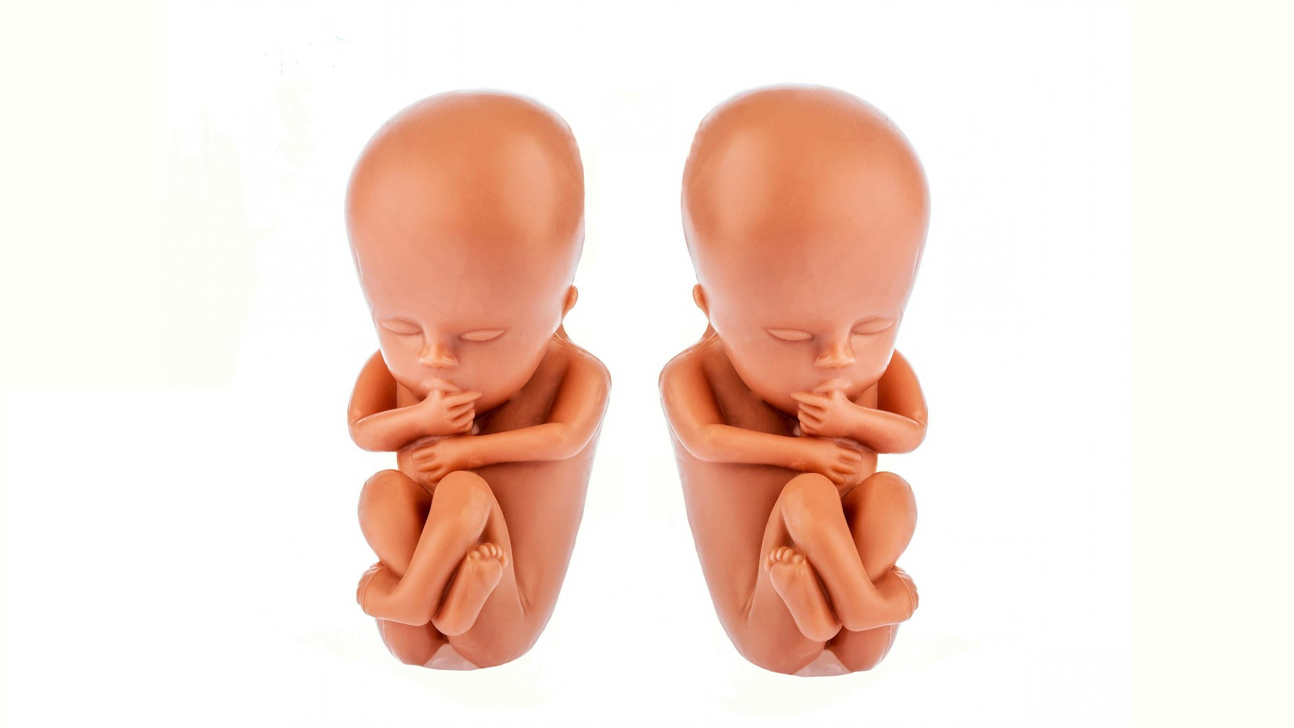 Als Modell identisch: zwölf Wochen alte Embryos aus Plastik.