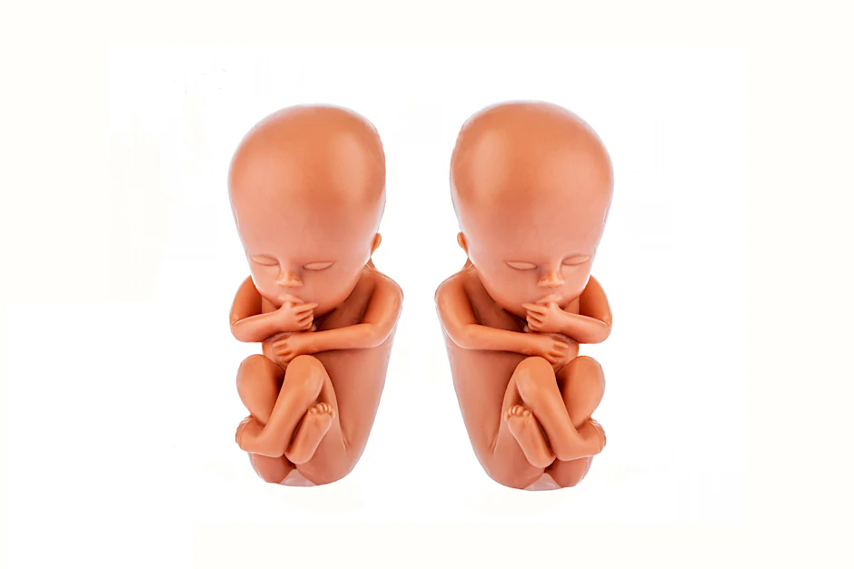 Als Modell identisch: zwölf Wochen alte Embryos aus Plastik.