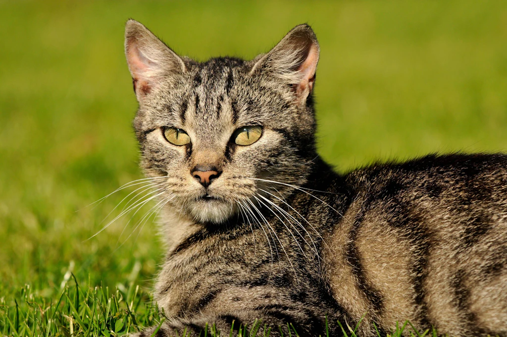 Drei Katzen geköpft: Polizei fahndet nach den Tätern