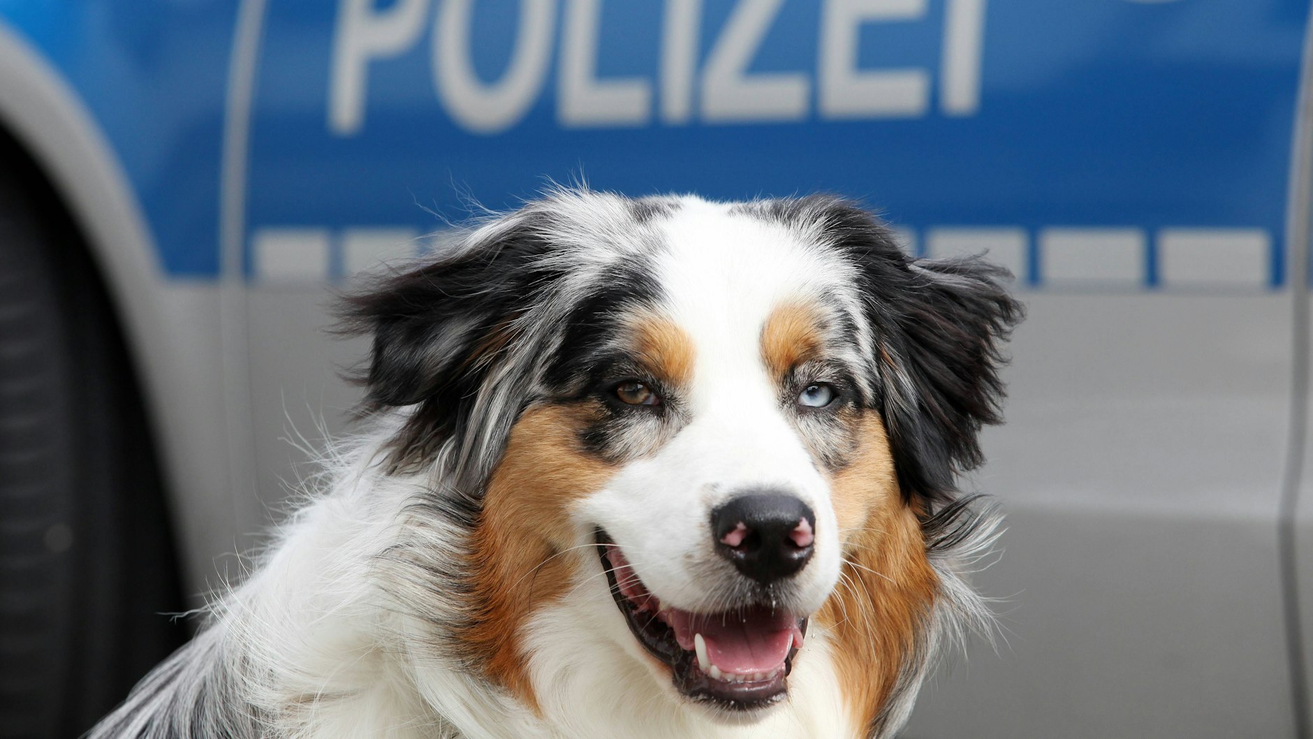 Ein Polizeihund (Symbolbild).