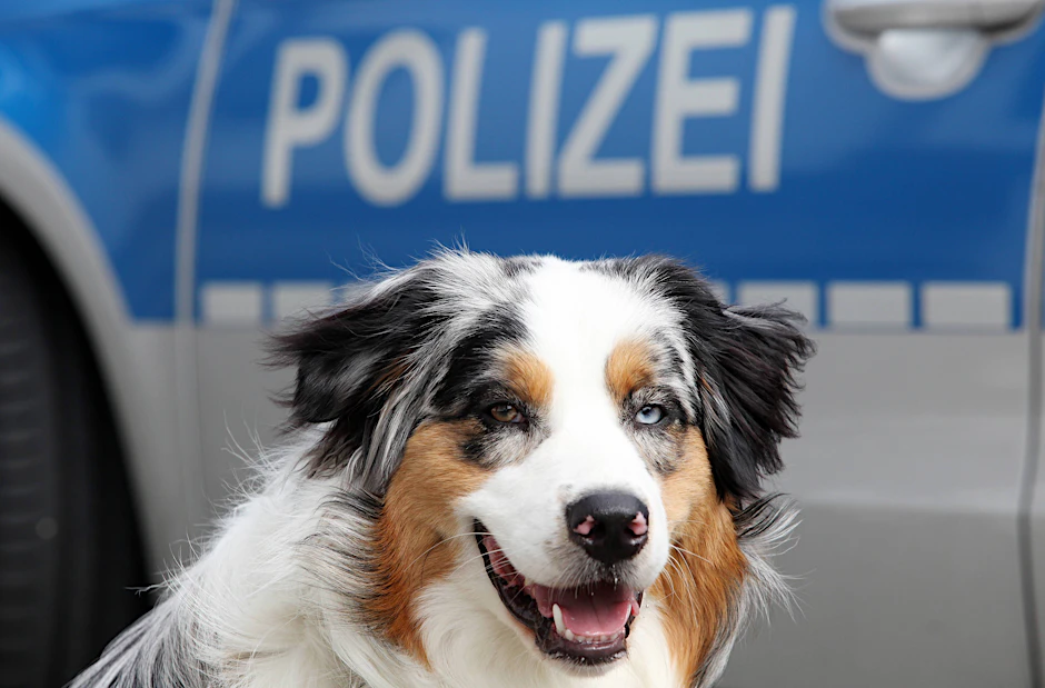 Ein Polizeihund (Symbolbild).