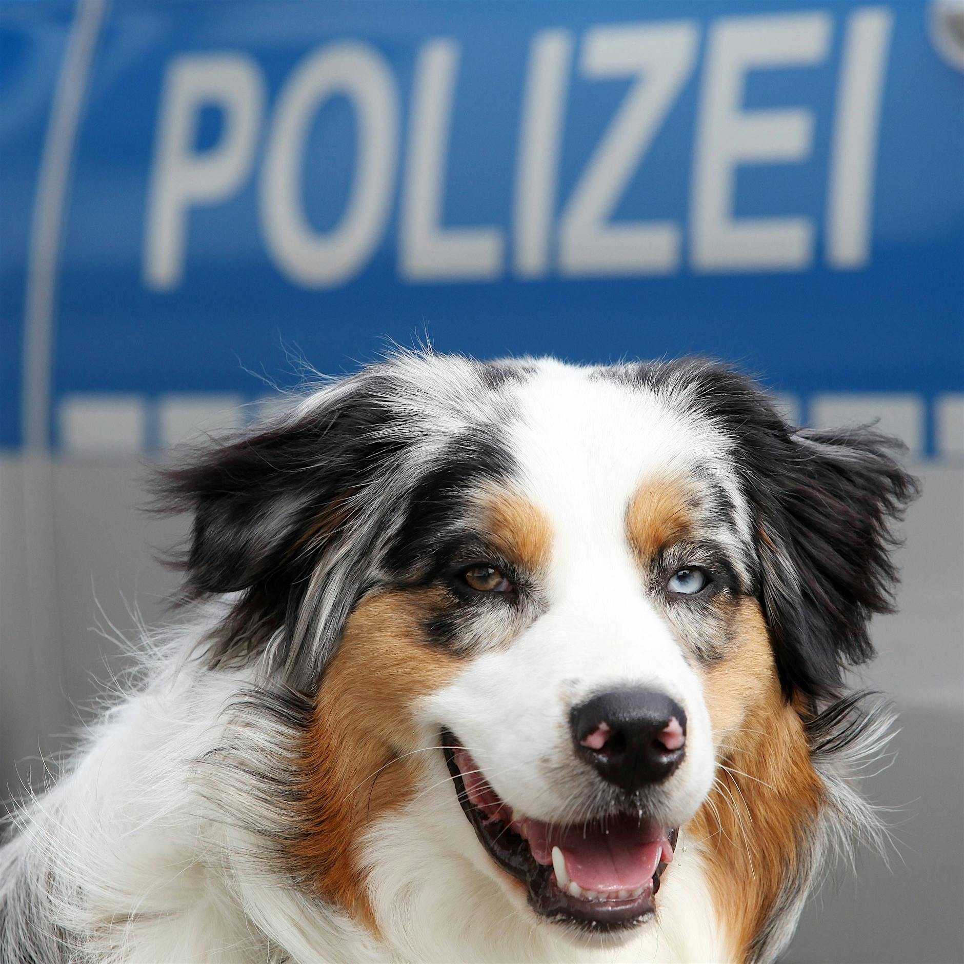 Verprügelter Polizeihund: Entsetzen über Skandalvideo