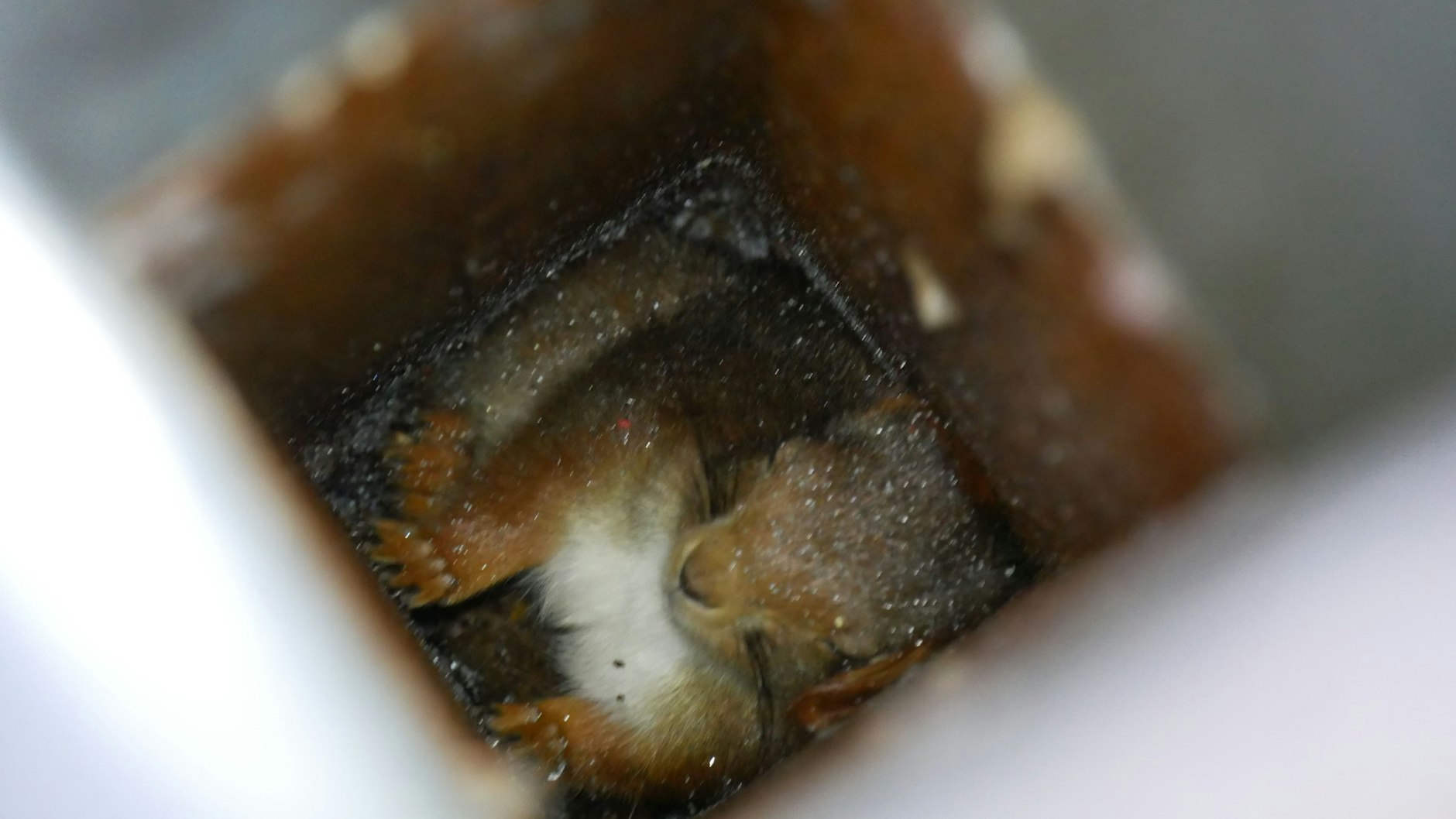 Verängstigt klemmt das Eichhörnchen im Rohr.