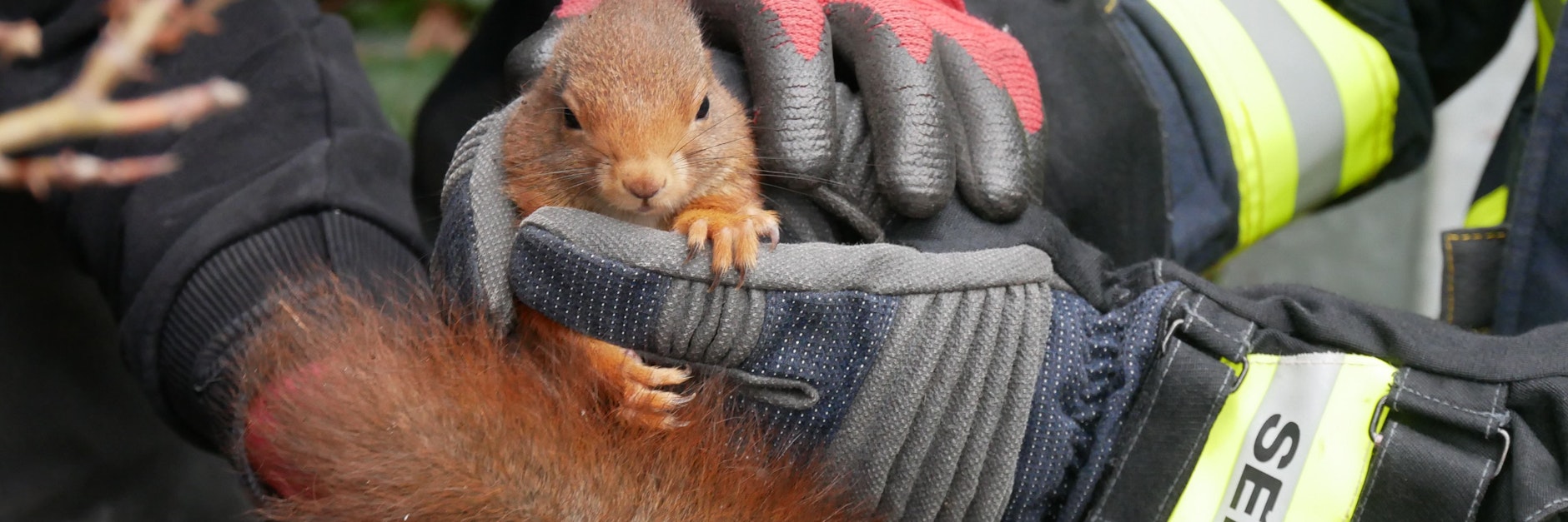 Starke Hände haben das kleine Tier gerettet.