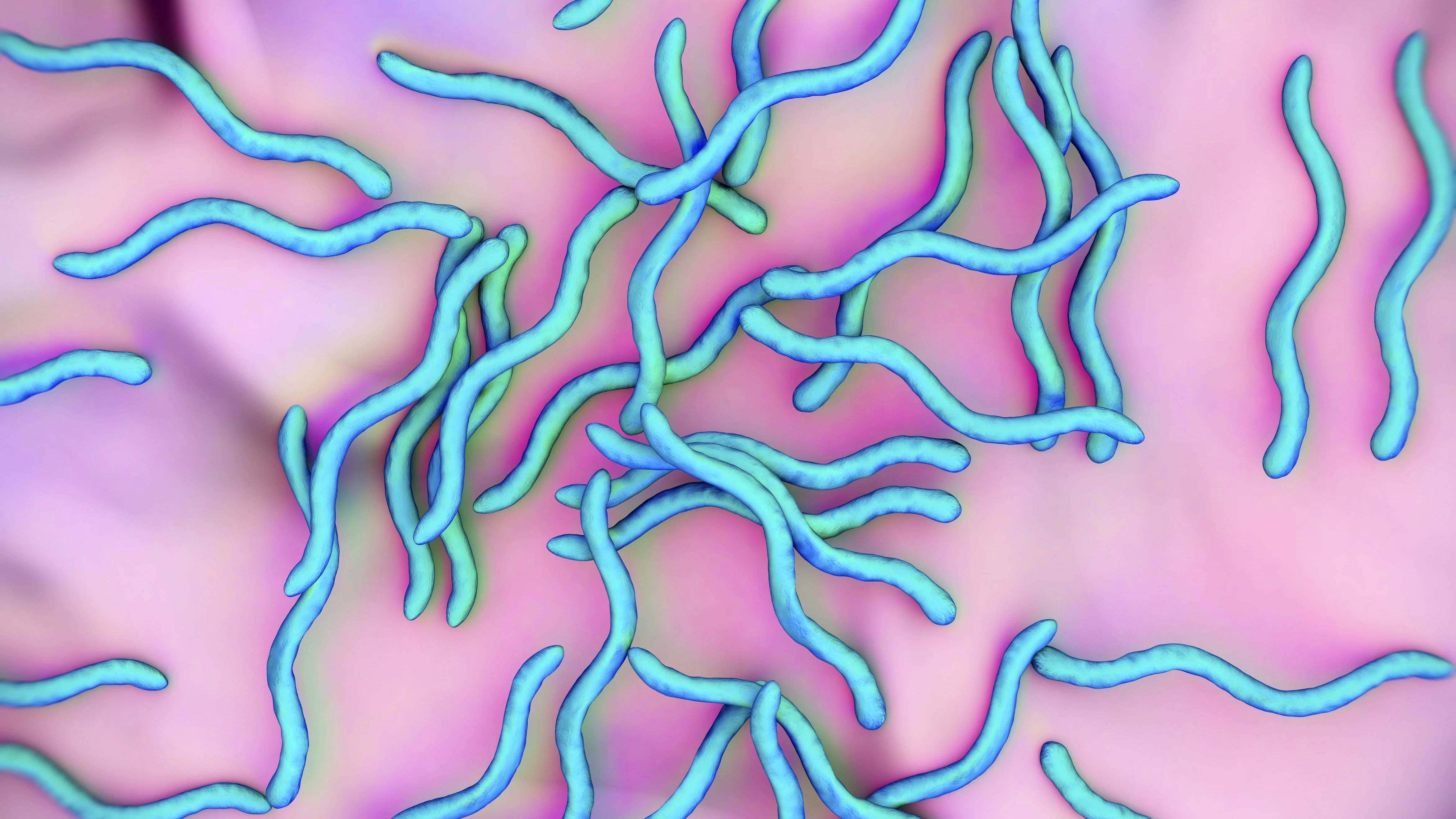 Eine Infektion mit Borrelien unter einem Mikroskop betrachtet. Bei Vanessa G. nicht nur eine Infektion mit diesem einen Erreger, sondern gleich mit mehreren festgestellt.