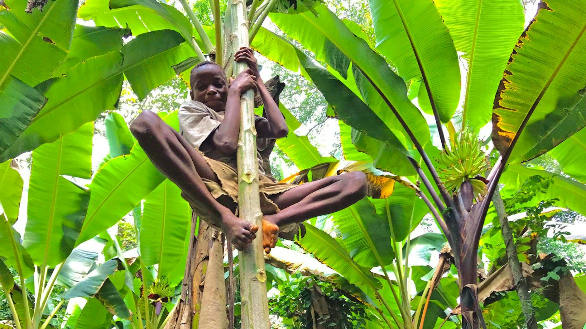 Ein BaYaka-Junge klettert auf einen Papayabaum, um Früchte zu ernten.