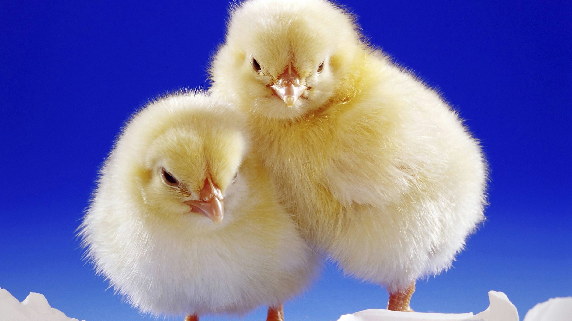 Nur die Hälfte der Küken darf leben.