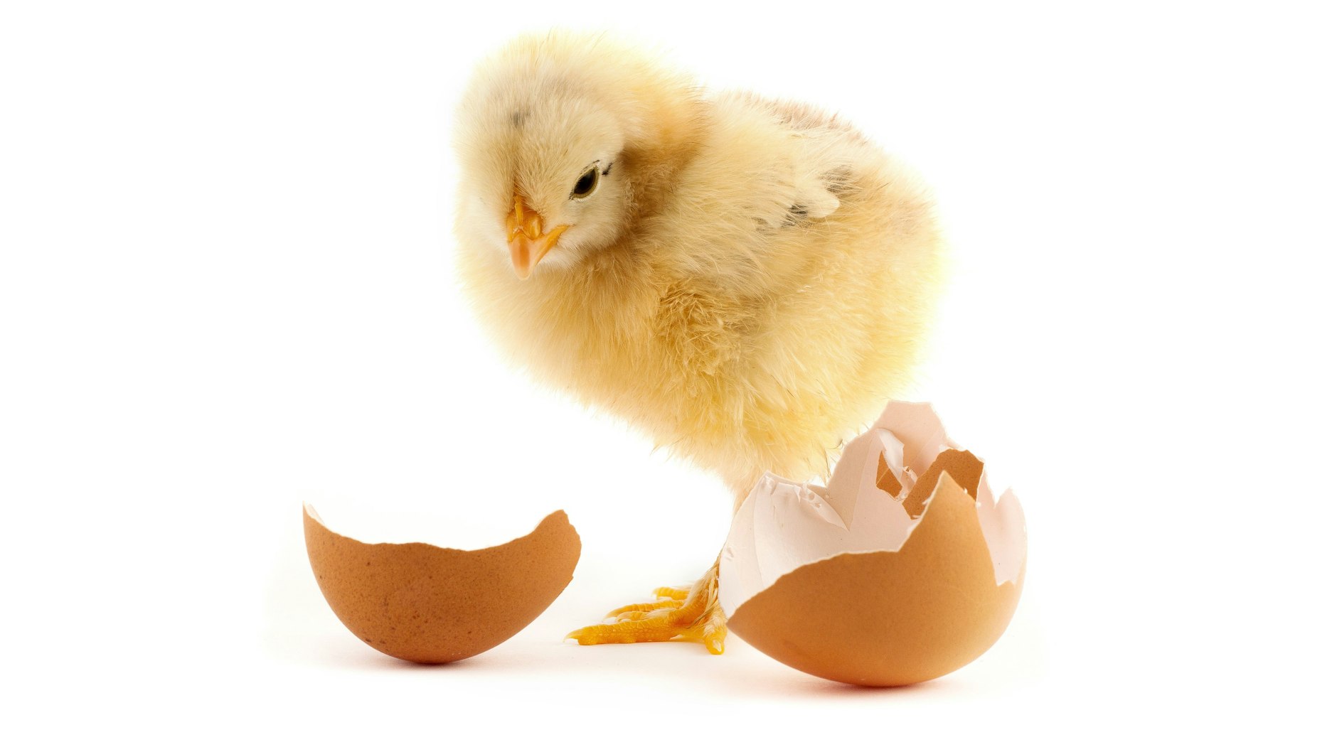 Ich wollt, ich wär kein Hahn - Millionen männlicher Küken werden in Deutschland jedes Jahr unmittelbar nach dem Schlüpfen getötet.