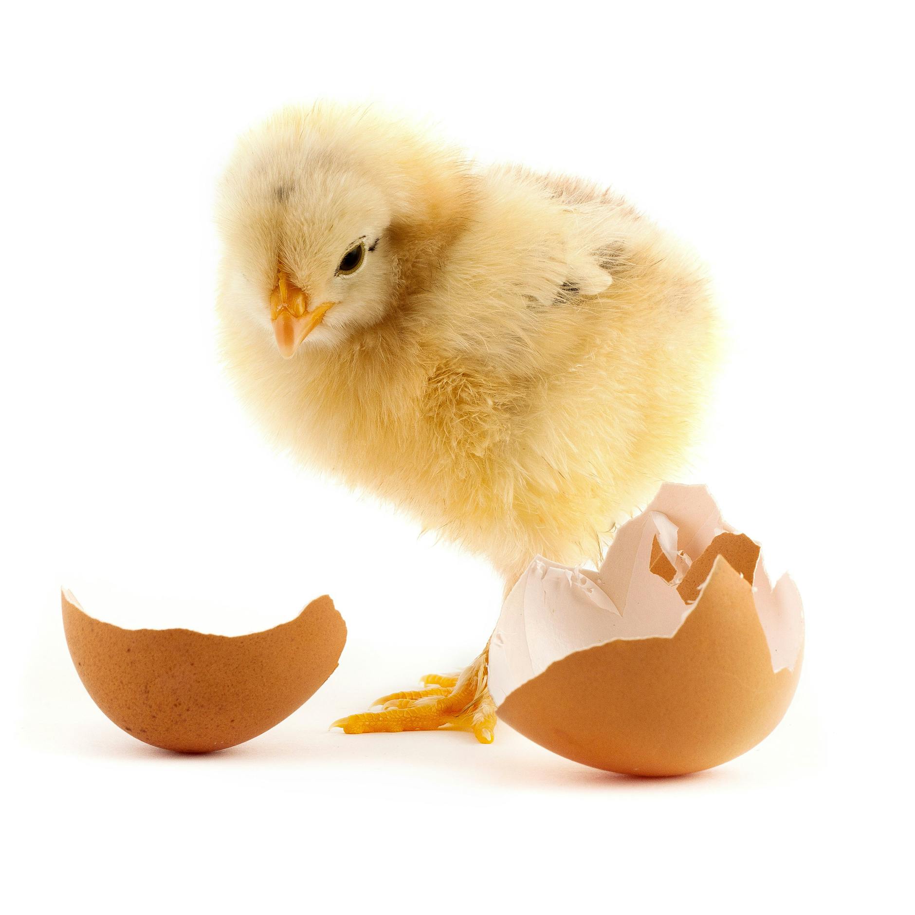 Geschlüpfte Hühnchen werden im Ausland getötet