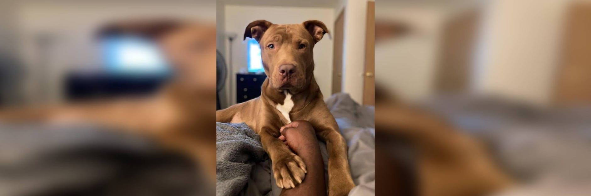 Pitbull Dada wurde versehentlich eingeschläfert.