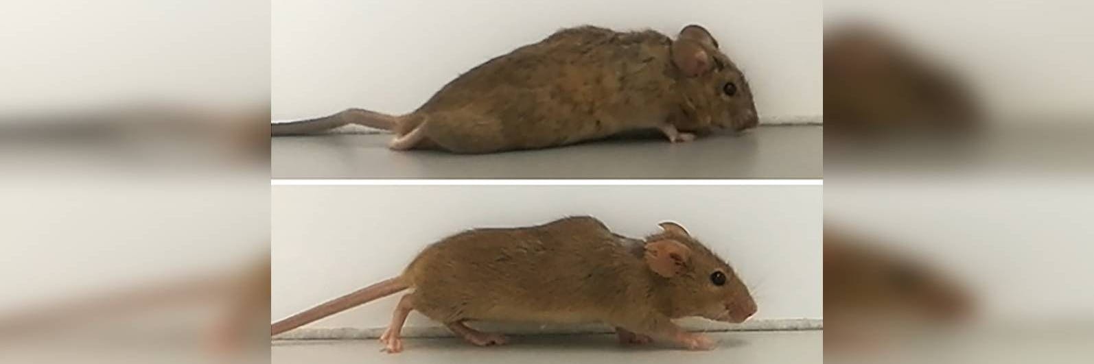 Das obere Bild zeigt die Maus vor der Behandlung, das zweite danach.