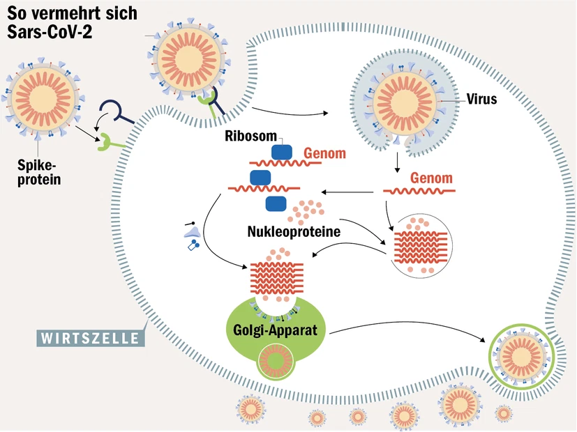 1.&nbsp;Das Spikeprotein des Virus  bindet sich an den ACE2-Rezeptor  der menschlichen Zelle. 2. Das Enzym TMPRSS2  begünstigt den Eintritt  in die Zelle. 3. Das Virus  dringt in die  Zelle ein. 4. Die RNA, also das Erbgut  des Virus, wird aus dem  Viruspartikel freigesetzt. 5.&nbsp;Die Virus-RNA wird  vom Proteinsynthese- apparat der Zelle  (Ribosomen) als  Bauanleitung  (mRNA) akzeptiert  und es entstehen  die Proteine, aus  denen Sars-CoV-2  besteht. 6.&nbsp;Das Virus enthält auch  die Bauanleitung für  RNA-Polymerasen, die  das Erbgut vervielfältigen. 7.Die Virusproteine und die kopierte RNA lagern sich im Golgi-Apparat zu neuen Viren zusammen. 8.&nbsp;Die neuen Viren werden ausge- schleust und durch die Zell- membran nach außen freigesetzt.  Aus einer infizierten Zelle können  Tausende neue Viren  hervorgehen.
