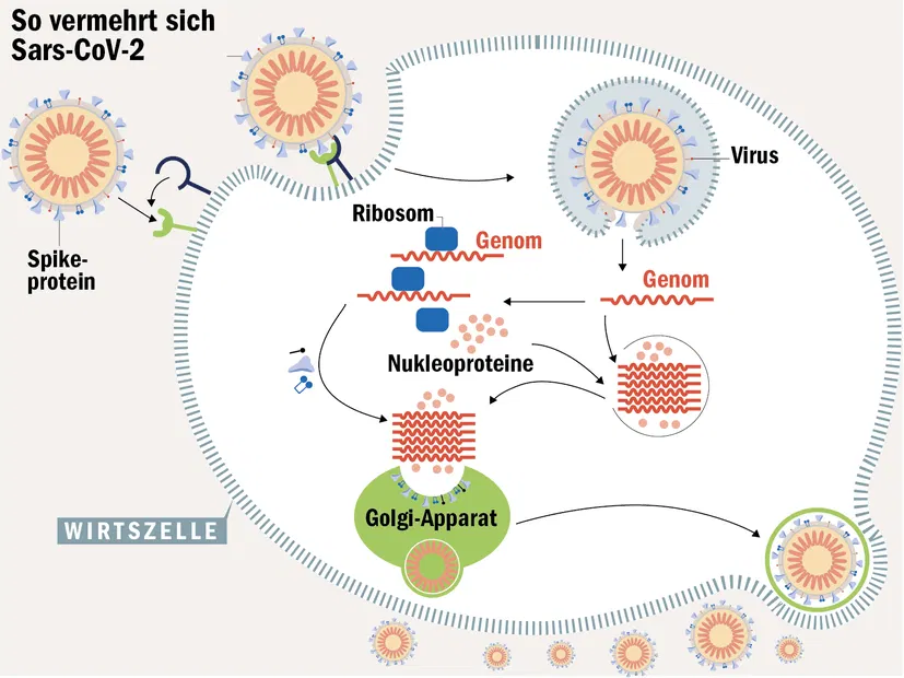 1. Das Spikeprotein des Virus bindet sich an den ACE2-Rezeptor der menschlichen Zelle. 2. Das Enzym TMPRSS2 begünstigt den Eintritt in die Zelle. 3. Das Virus dringt in die Zelle ein. 4. Die RNA, also das Erbgut des Virus, wird aus dem Viruspartikel freigesetzt. 5. Die Virus-RNA wird vom Proteinsynthese- apparat der Zelle (Ribosomen) als Bauanleitung (mRNA) akzeptiert und es entstehen die Proteine, aus denen Sars-CoV-2 besteht. 6. Das Virus enthält auch die Bauanleitung für RNA-Polymerasen, die das Erbgut vervielfältigen. 7.Die Virusproteine und die kopierte RNA lagern sich im Golgi-Apparat zu neuen Viren zusammen. 8. Die neuen Viren werden ausge- schleust und durch die Zell- membran nach außen freigesetzt. Aus einer infizierten Zelle können Tausende neue Viren hervorgehen.