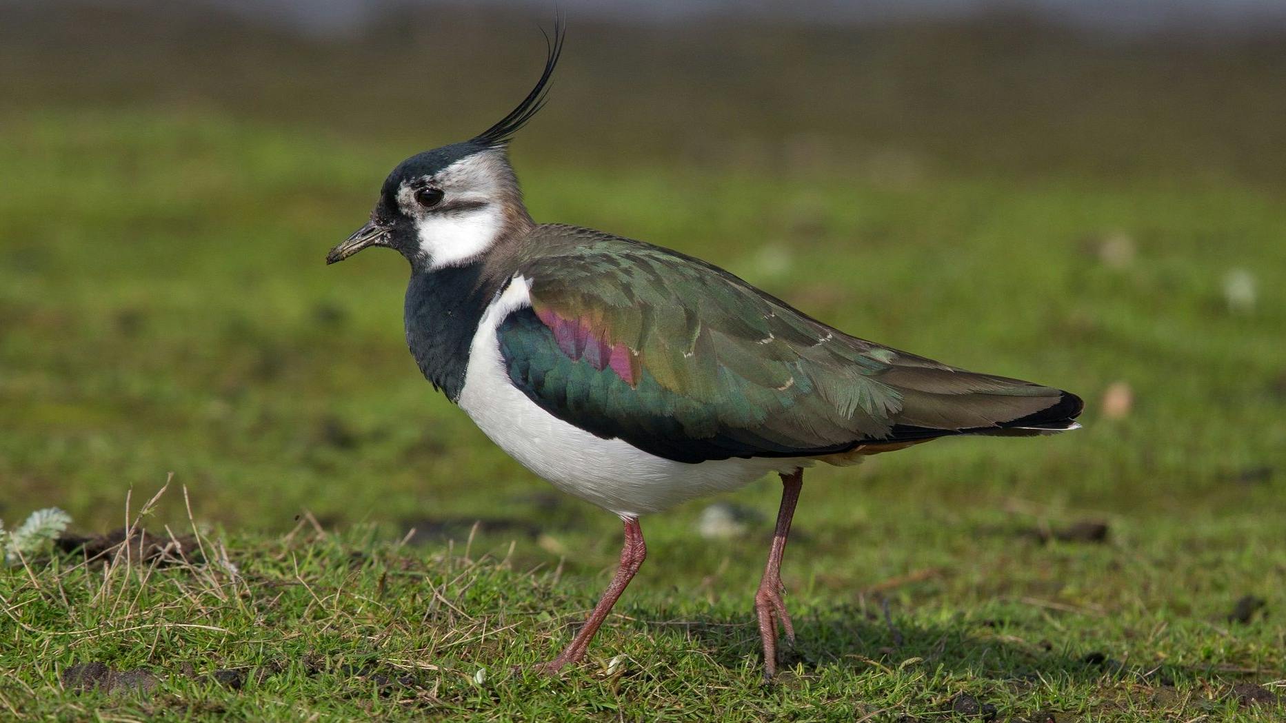 Ein Kiebitz mit Holle und schillernder Decke. 