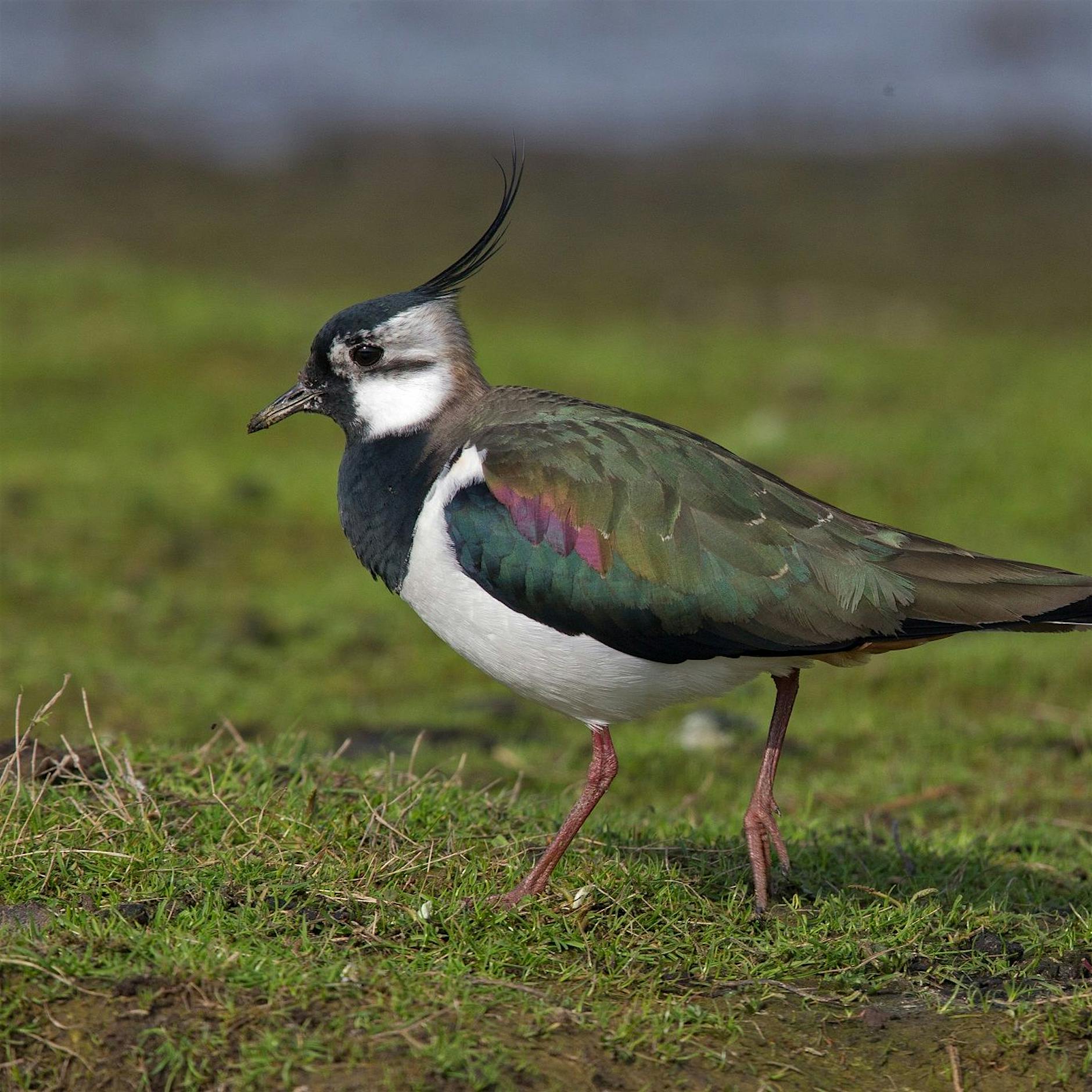 Vogelleben: Ein Kiebitz narrt den Regenwurm