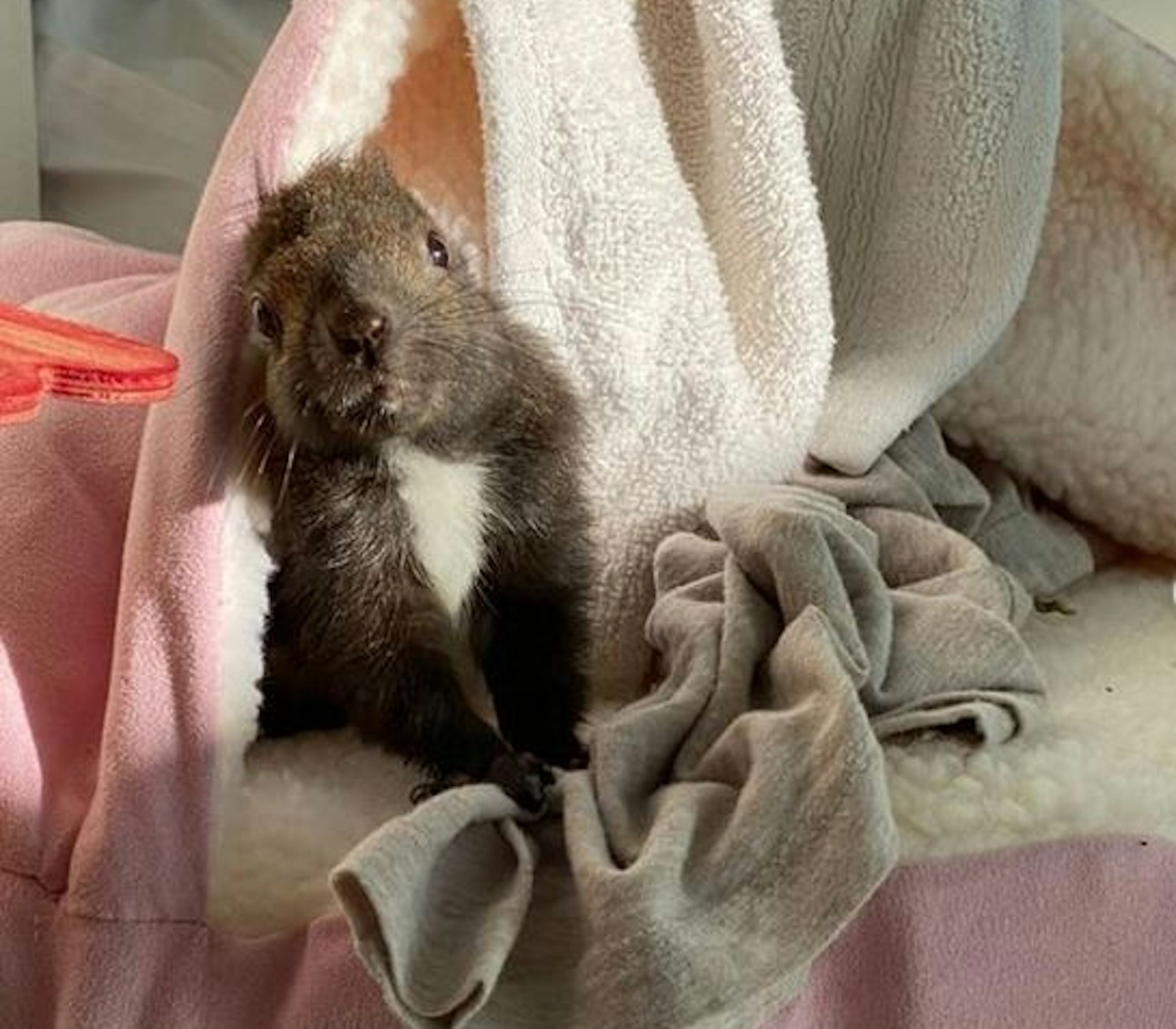 Eichhörnchen Fritzi. 