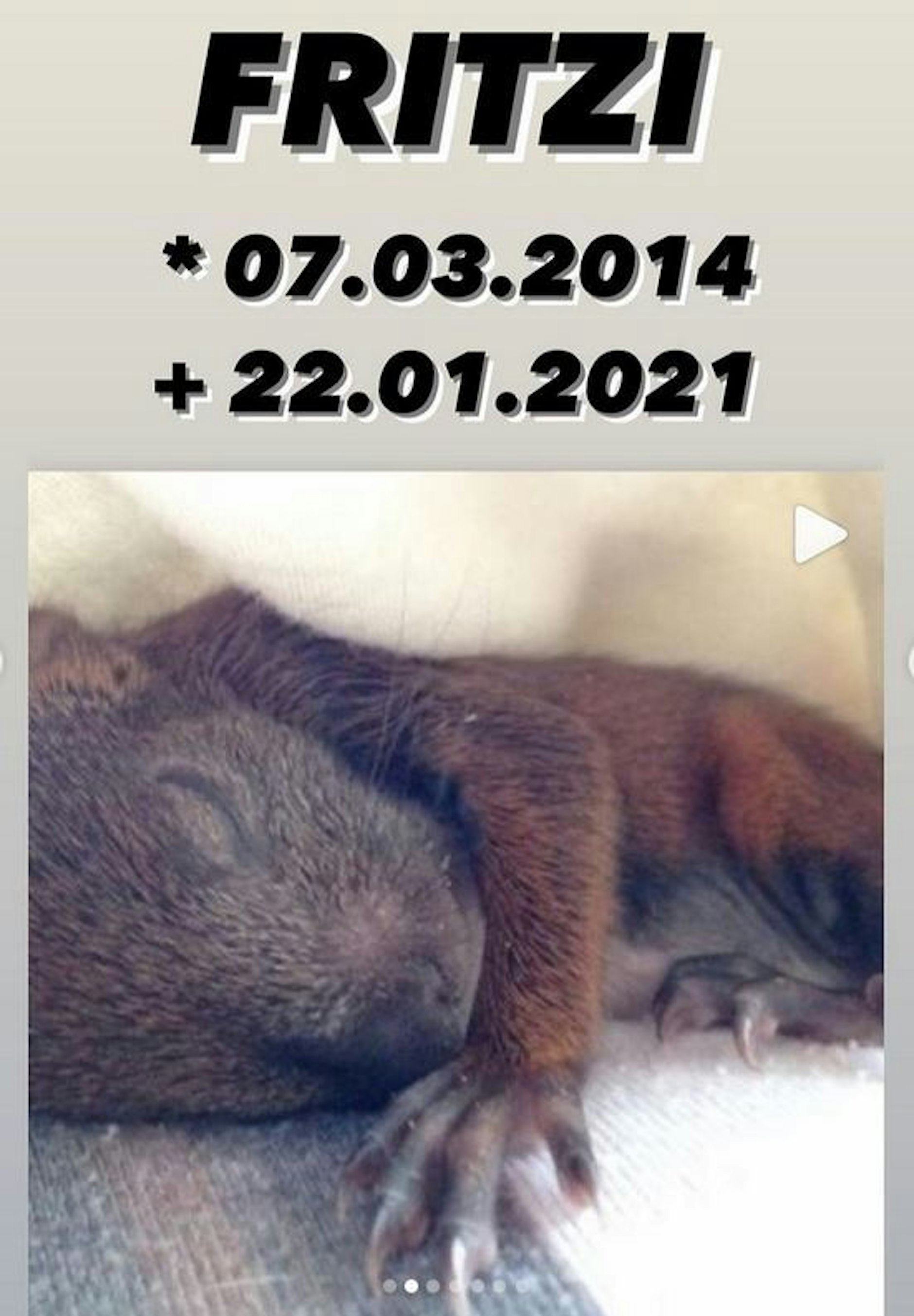 So trauert Yotta um sein Eichhörnchen. 