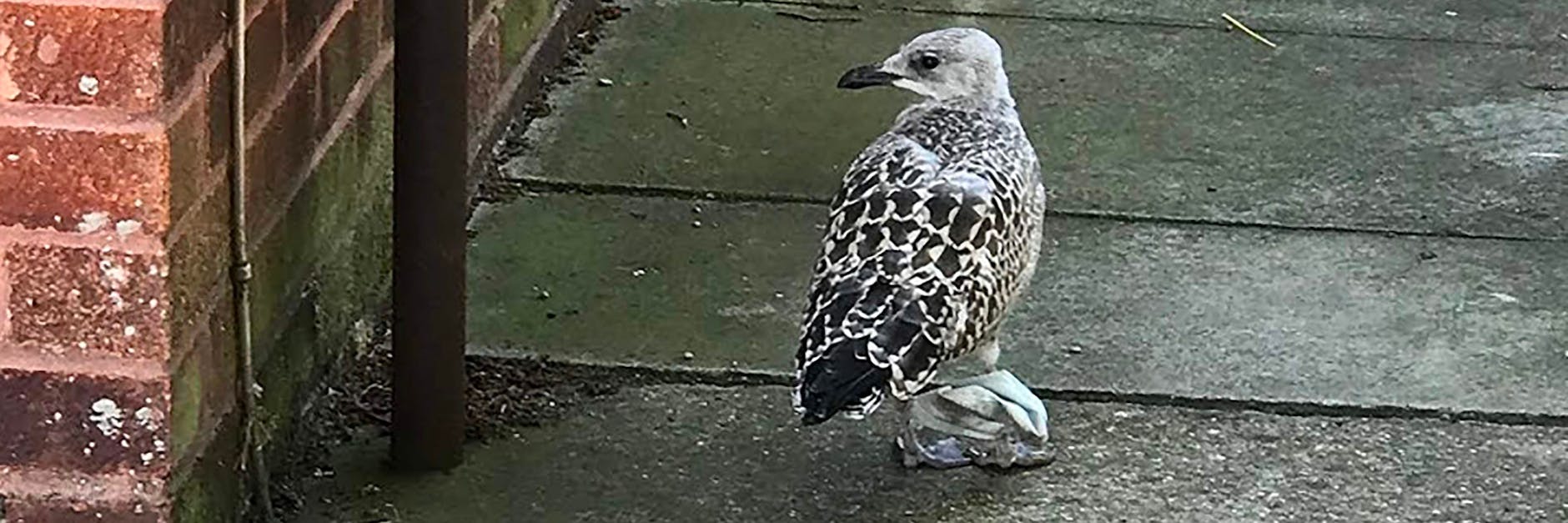 In Großbritannien sorgte der Fall einer Möwe für Schlagzeilen, die sich mit den Beinen in einer Maske verhedderte.