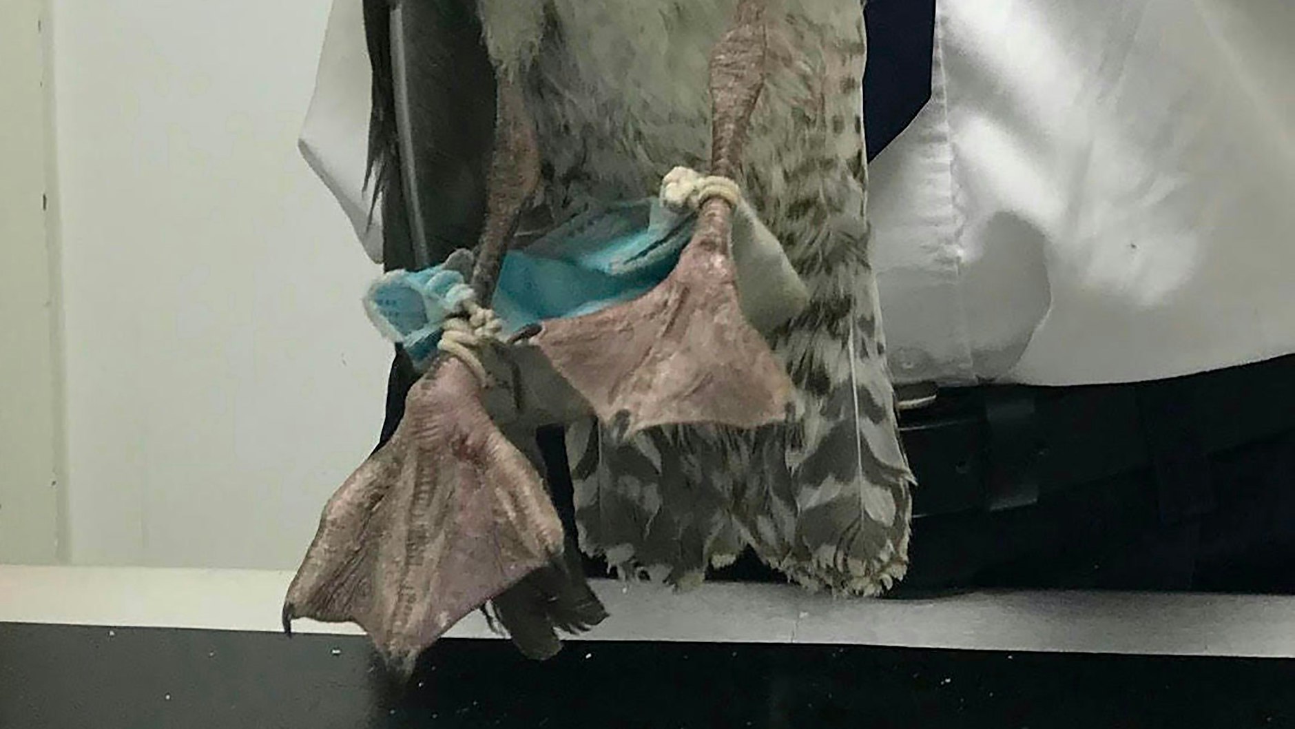 Tierschützer fotografierten die Möwe im englischen Chelmsford, die sich mit den Füßen in einer OP-Maske verheddert hatte.